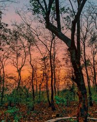 Trees in forest during sunset