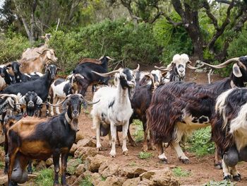 A herd of goats living in the wild in a cripple heather forest near teno alto in the teno mountains.