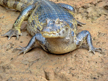 High angle view of crocodile on field