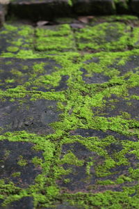 Full frame shot of moss growing on field