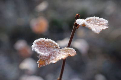 Close-up of frozen leaves during fall