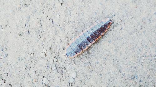 High angle view of insect on land