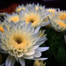 Close-up of white flower