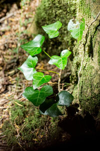 Close-up of green leaves on plant