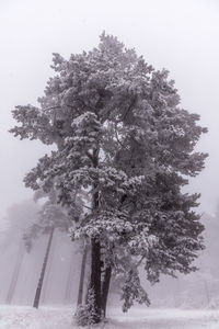 Low angle view of snow covered tree against sky