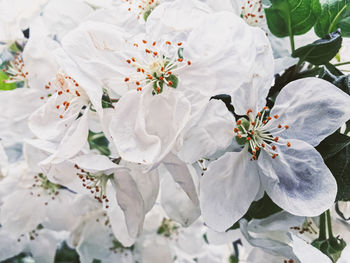 Close-up of white flowers