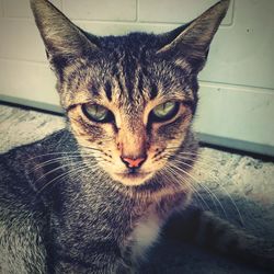 Close-up portrait of cat sitting