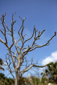 Low angle view of bare tree against clear blue sky