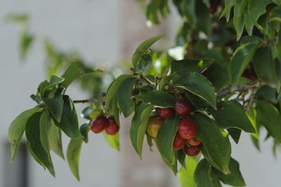 Close-up of strawberry growing on tree