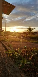 Plants growing on land against sky during sunset