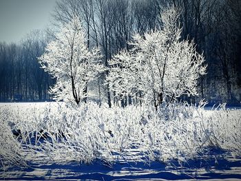 Trees in the background