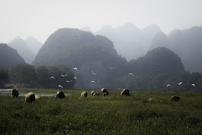 Flock of sheep in a field