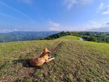 View of a sheep on field