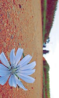 Close-up of flowers