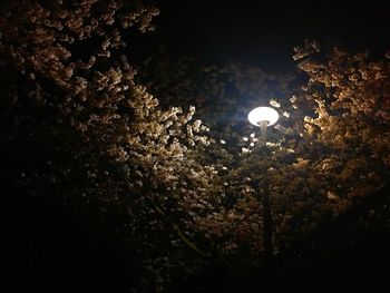 Trees against sky at night