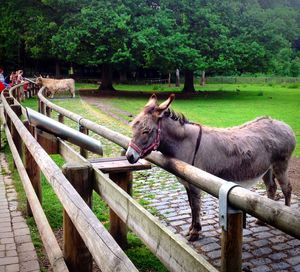 Horse in ranch