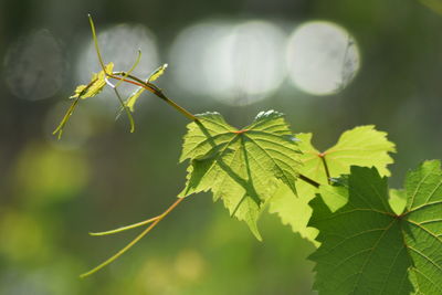 Close-up of leaves