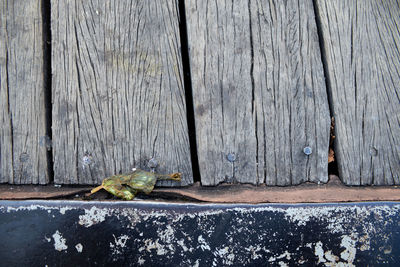 Close-up of lizard on wooden wall