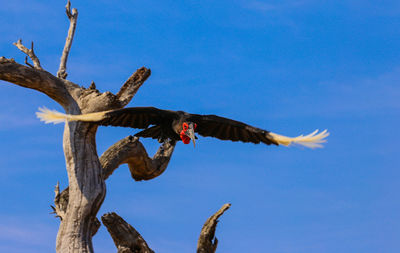 Low angle view of eagle flying against blue sky