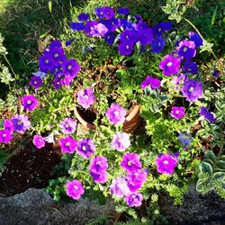 High angle view of pink flowers blooming outdoors