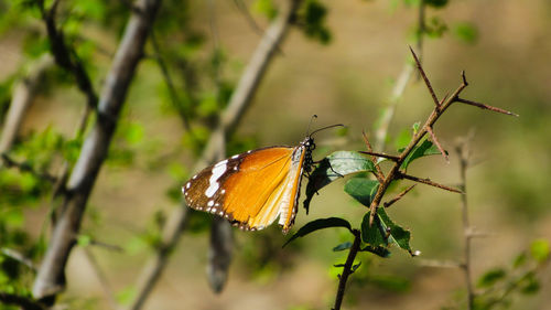 Close-up of butterfly on leaf