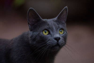 Close-up portrait of a cat