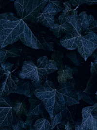 Full frame shot of leaves