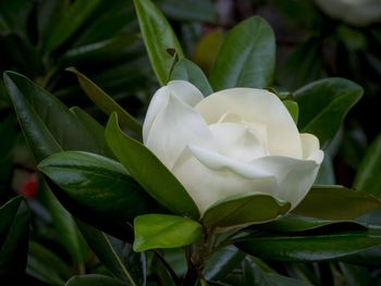 Close-up of white flowers