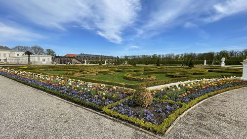 Purple flowering plants in park against buildings