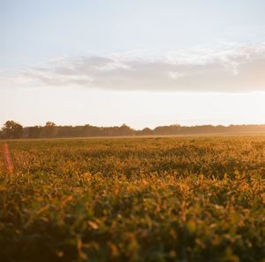 Scenic view of field against sky