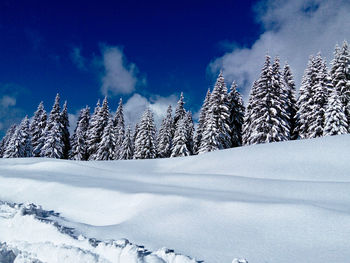 Snow covered trees against sky