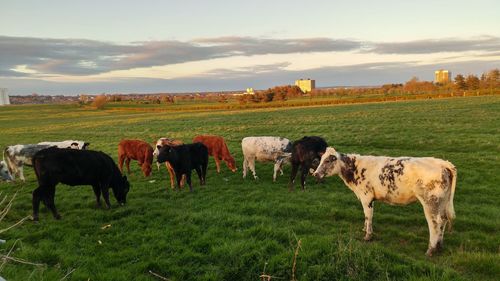 Horses grazing on field against sky