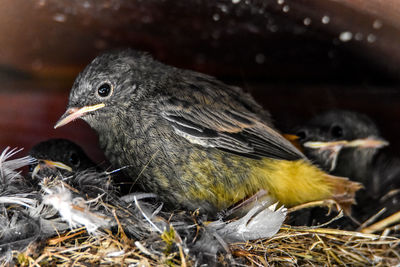 Close-up of bird perching on field