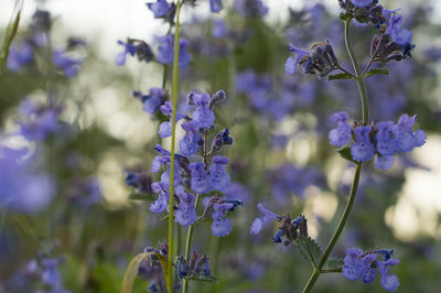 Close-up of purple flowers