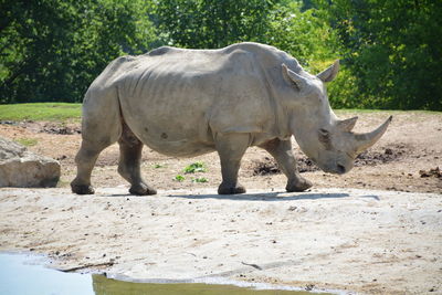 Rhinoceros standing against trees