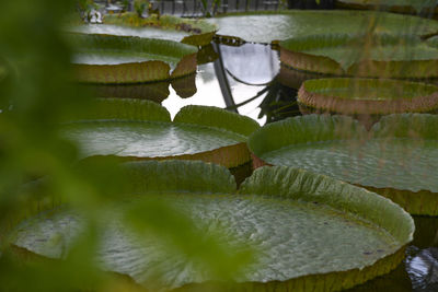 Close-up of lotus water lily in lake