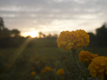 Close-up of yellow flowering plant on field against sky