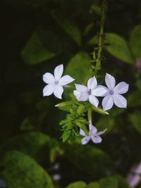 Close-up of white flowering plant