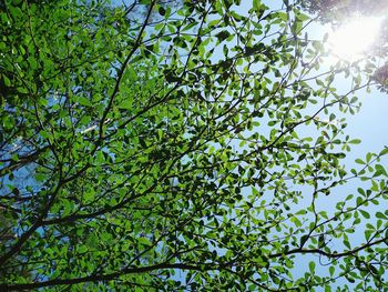 Low angle view of tree against sky