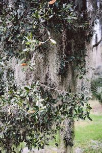 Leaves growing on wall
