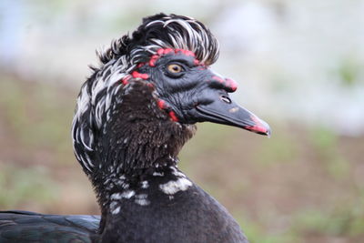 Close-up of a bird