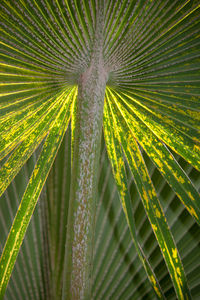 Close-up of palm leaf