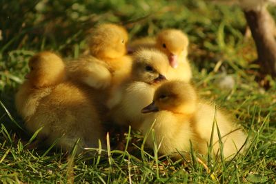 Close-up of ducklings in grass