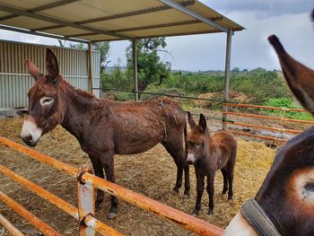 Donkey farm in akamas 