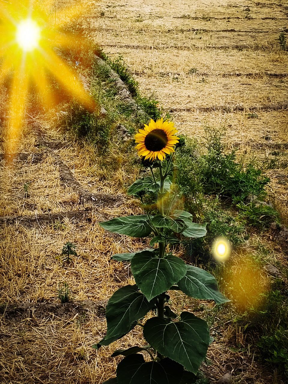 CLOSE-UP OF SUNFLOWER ON FIELD AGAINST SUNLIGHT