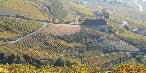 High angle view of vineyard