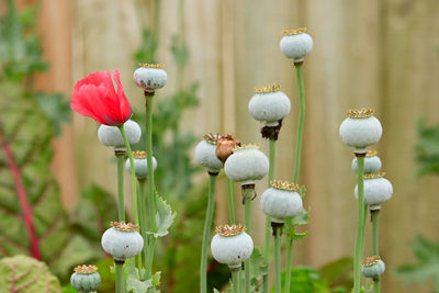 Close-up of white poppy flowers