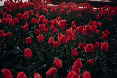 Close-up of red tulips in field