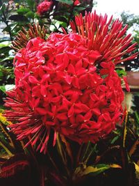 Close-up of red flowers blooming outdoors