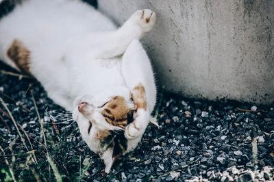 High angle view of cat sleeping